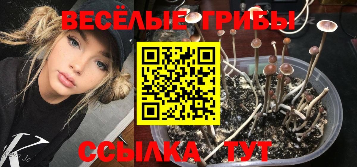 Красноармейск  Галлюциногенные грибы Psilocybe  Псилоцибиновые грибы Magic Shrooms  Вход с VPN 